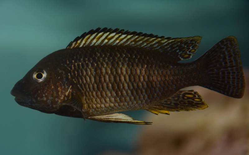 Petrochromis famula 'Tembwe (Deux)'